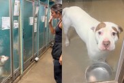 human shleter dog goodbye