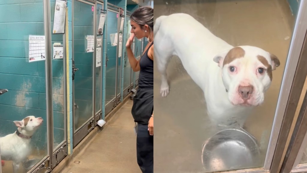 human shleter dog goodbye