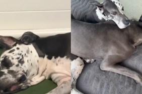 mama dog baby snuggles