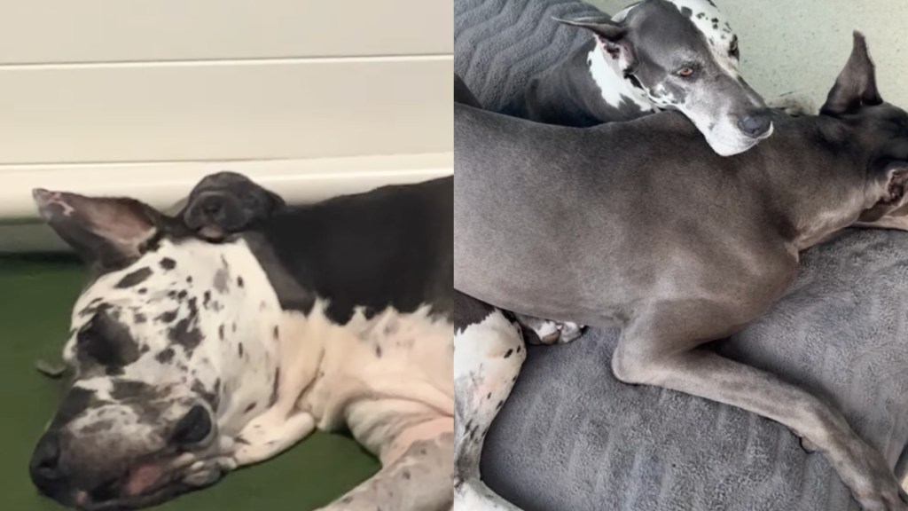 mama dog baby snuggles
