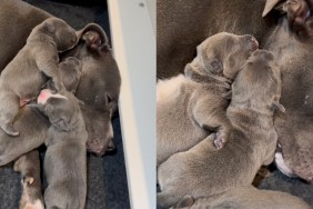 mama dog little babies cuddle