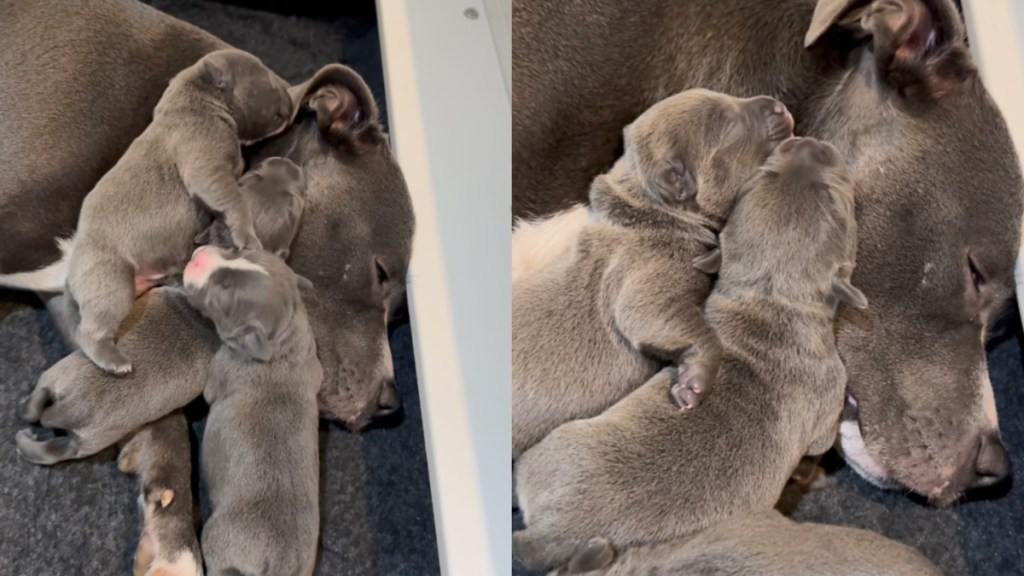 mama dog little babies cuddle