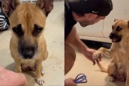 mama dog rescue