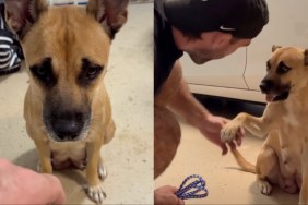 mama dog rescue
