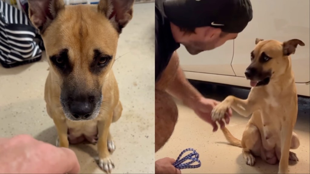 mama dog rescue