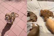 mama rescue dog babies human