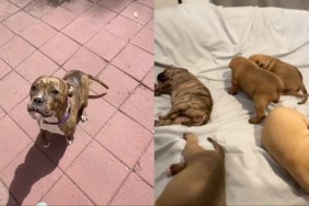 mama rescue dog babies human