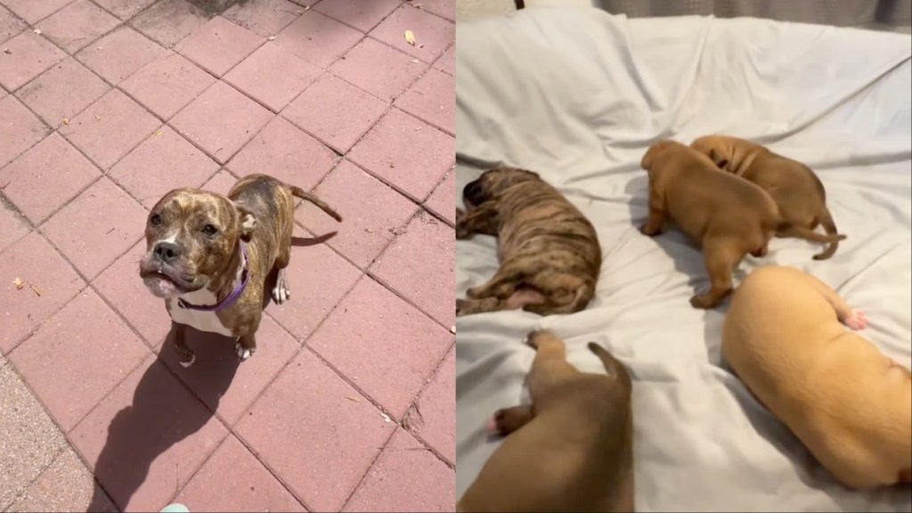 mama rescue dog babies human