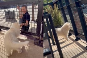 puppy greet