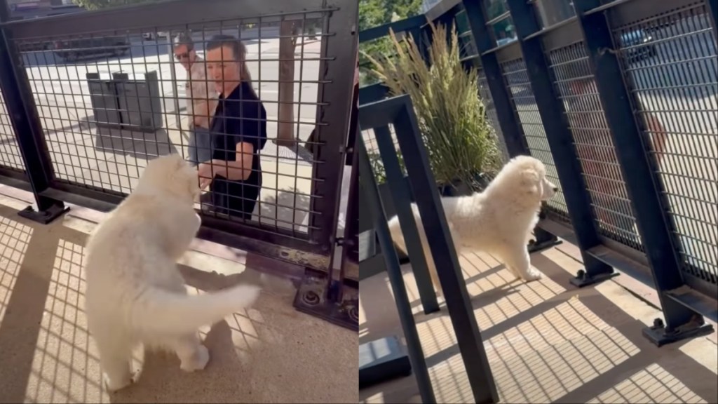 puppy greet