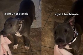 Rescue Dog Finds Comfort in Her Blanket, Chewing on It Like It Means the World