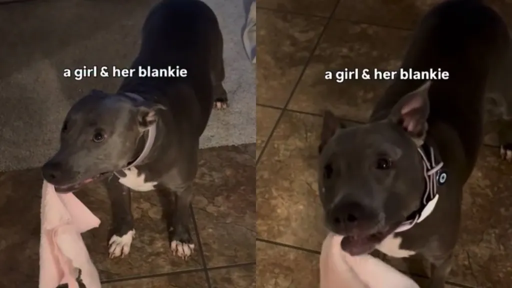 Rescue Dog Finds Comfort in Her Blanket, Chewing on It Like It Means the World