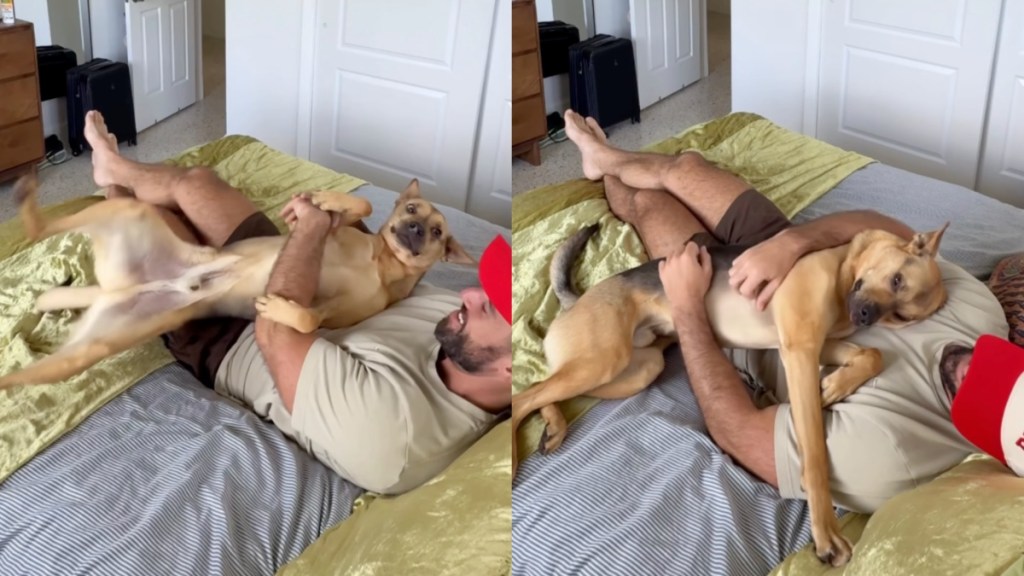 rescue dog dad cuddles