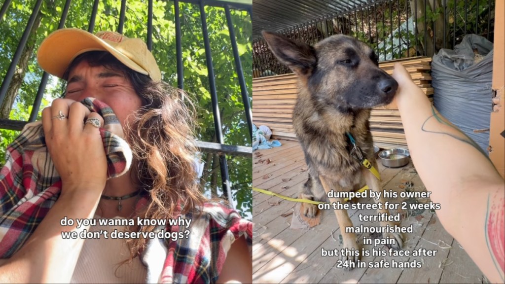 rescue dog dumped human