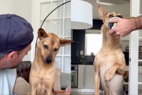 rescue dog human yogurt
