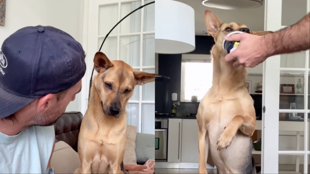 rescue dog human yogurt