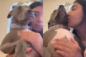 rescue dog human