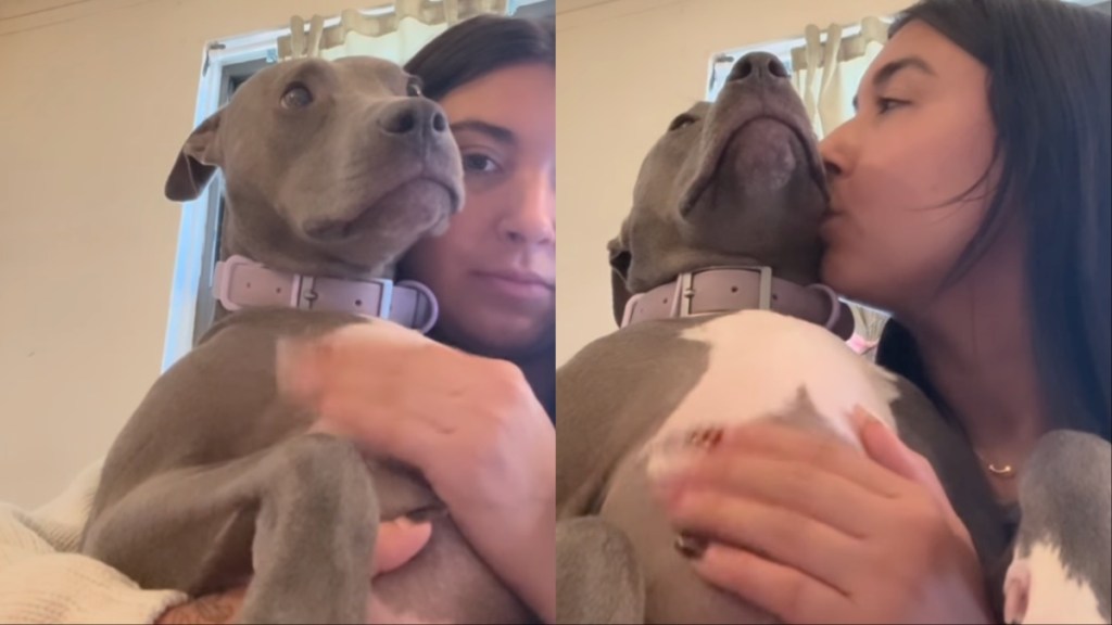 rescue dog human