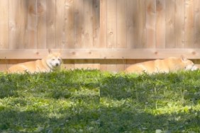 rescue dog humans fear