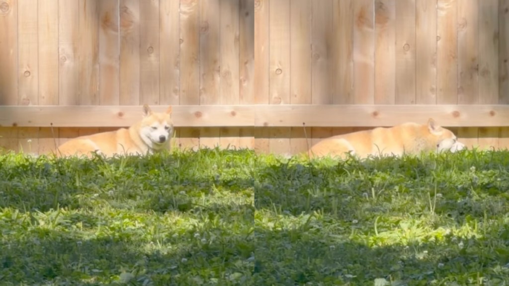 rescue dog humans fear