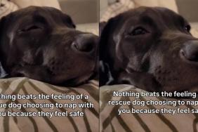Rescue Dog Chooses the Safest Spot for a Nap & You Won’t Believe Where It Is