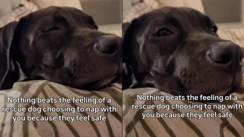 Rescue Dog Chooses the Safest Spot for a Nap & You Won’t Believe Where It Is