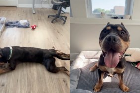 rescue dog stray human