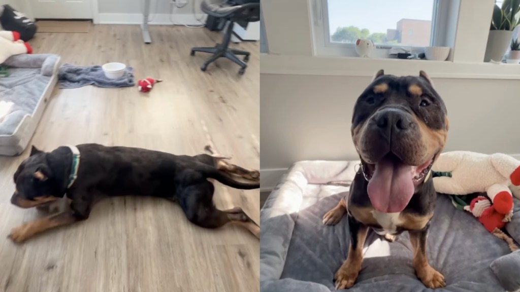 rescue dog stray human