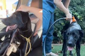 rescue dog