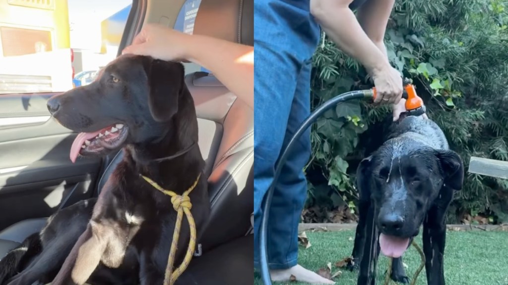 rescue dog