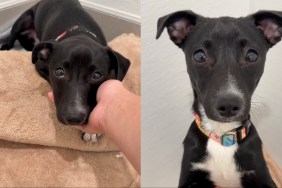 rescue puppy human meet shelter