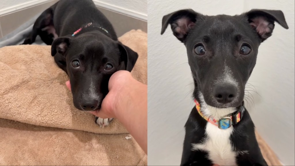 rescue puppy human meet shelter