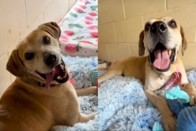 senior dog play