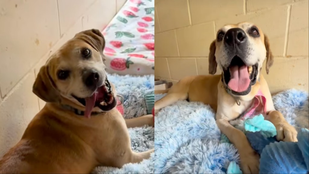 senior dog play
