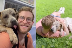 senior shelter dog