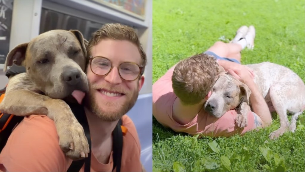 senior shelter dog