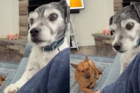 Human Won’t Pet Service Dog, but He Knows She Needs His Touch & Does This Anyway