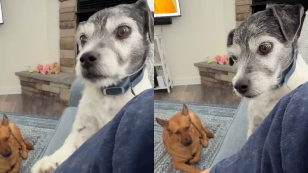 Human Won’t Pet Service Dog, but He Knows She Needs His Touch & Does This Anyway