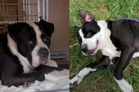 shelter dog