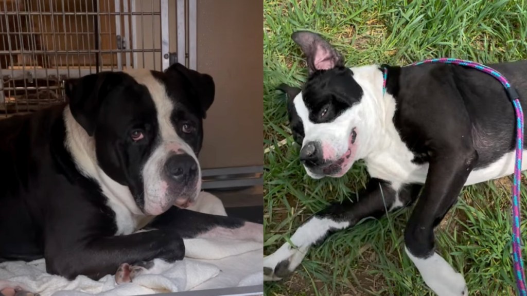 shelter dog