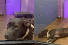 shelter dog baby human