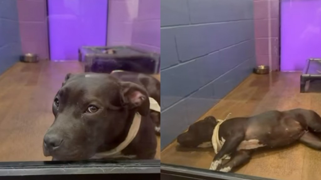 shelter dog baby human