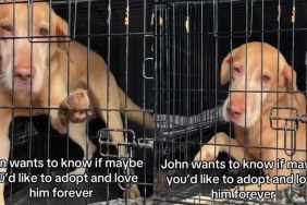 Shelter Dog Desperately Wants Out of Crate, Yearning for a Home Where He Can Finally Be Free