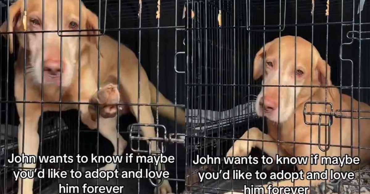 Shelter Dog Desperately Wants Out of Crate, Yearning for a Home Where He Can Finally Be Free