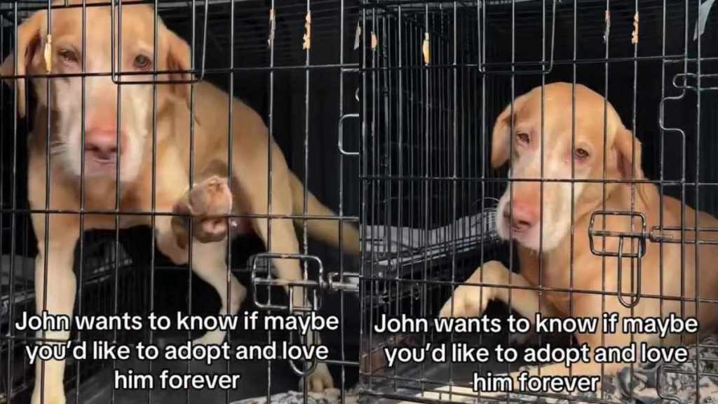 Shelter Dog Desperately Wants Out of Crate, Yearning for a Home Where He Can Finally Be Free