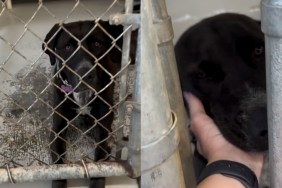 shelter dog human kennel