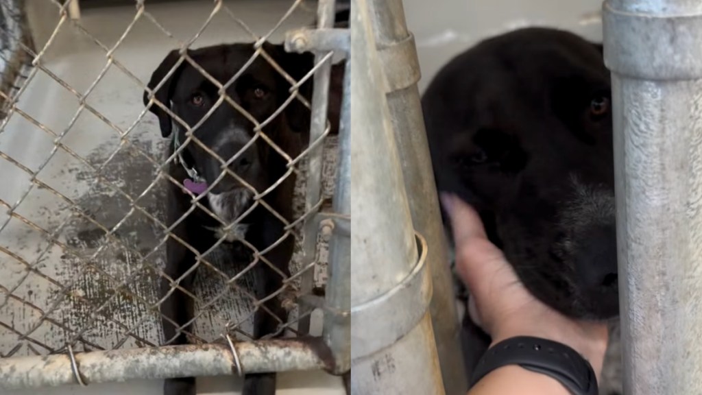 shelter dog human kennel