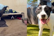 shelter dog kennel hide bed