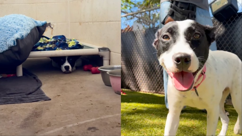 shelter dog kennel hide bed