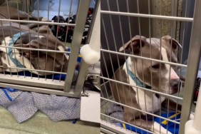 shelter dog kennel human
